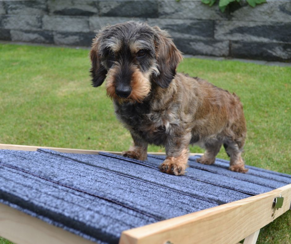 Boris - Hondenloopplank - Hondentrap - Verstelbaar -8 Standen - 21 tot 77 cm - Antislip - Inklapbaar - - PetsAndBags